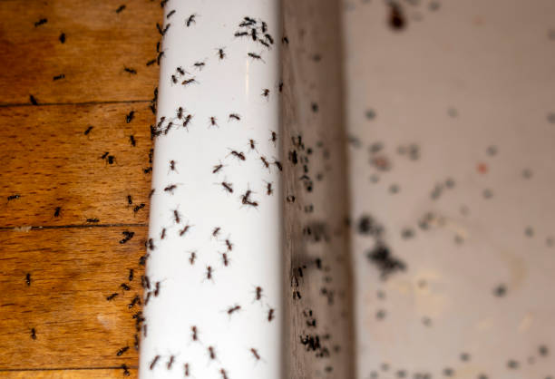 Best Mosquito Control Services  in Mount Healthy, OH